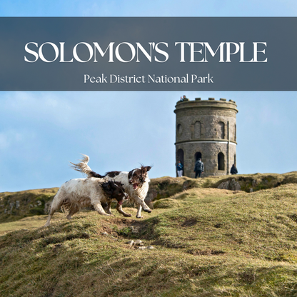 Dogs playing in front of Solomon's temple in the Peak district 